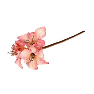 HBXD Stem Amaryllis L65