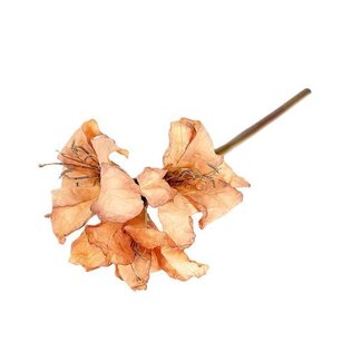 HBXD Stem Amaryllis L65