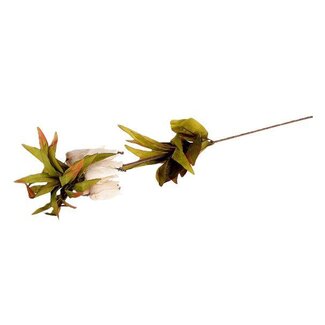 HBXD Stem Fritillaria L77