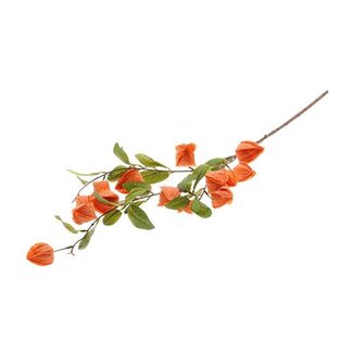 HBXD Stem Physalis L94