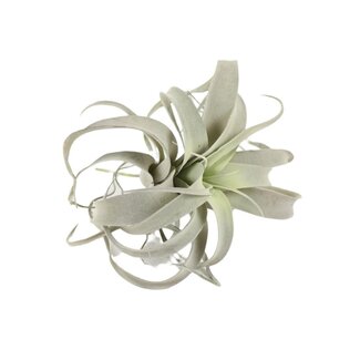 HBXD Branch Tillandsia Xerographica D25