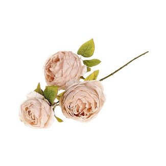 HBXD Branch Rosa Gallica L70