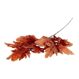 HBXD Stem Leaf Quercus L105