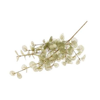 HBXD Branch Euca Cinerea L40W25