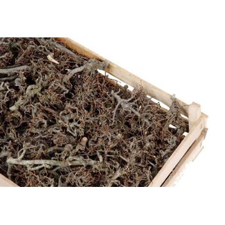 HBXD Crate Bonsai Ca. 100Pcs L60W40