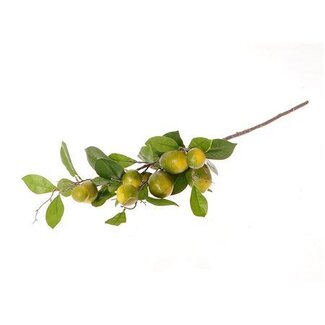 HBXD Stem Lemon Plant L90W30H17