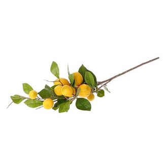 HBXD Stem Lemon Plant L90W30H17