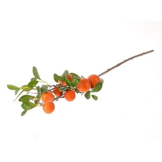 HBXD Stem Clementine Plant L80W20