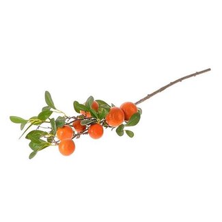 HBXD Stem Clementine Plant L88W26H15