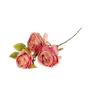 HBXD Branch Rosa Gallica L70