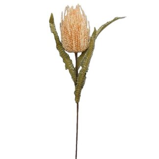 HBXD Stem Banksia Flower L64D10