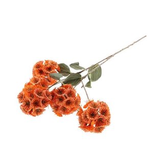 HBXD Stem Scabiosa L87