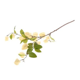 HBXD Stem Physalis L94