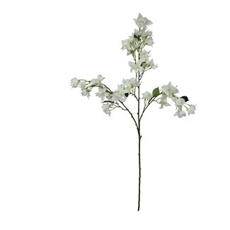 HBXD Stem Bougainvillea L104W34H10