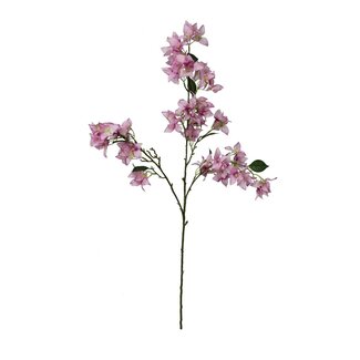 HBXD Stem Bougainvillea L104W34H10