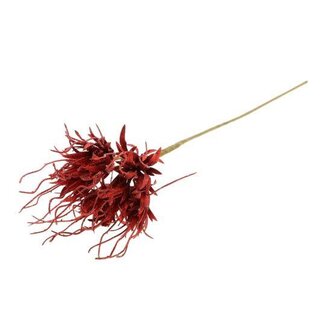 HBXD Stem Spider Carnation L55D10