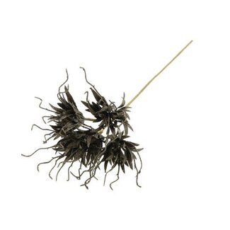 HBXD Stem Spider Carnation L55D10