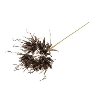 HBXD Stem Spider Carnation L55D10