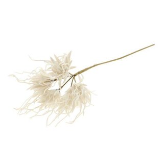 HBXD Stem Spider Carnation L55D10