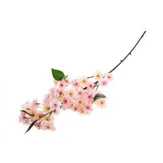 HBXD Stem Cherry Blossom L87