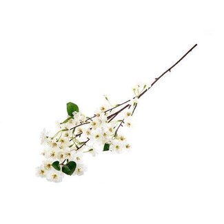 HBXD Stem Cherry Blossom L87