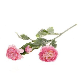 HBXD Stem Ranunculus L50