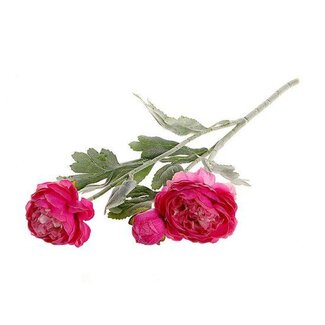 HBXD Stem Ranunculus L50