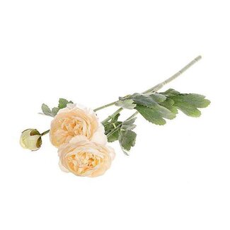 HBXD Stem Ranunculus L50