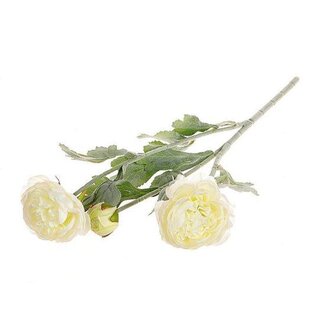HBXD Stem Ranunculus L50