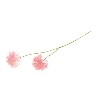 HBXD Stem Scabiosa L61