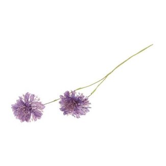 HBXD Stem Scabiosa L61
