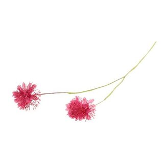 HBXD Stem Scabiosa L61