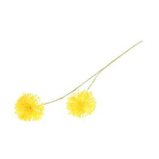 HBXD Stem Scabiosa L61