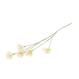 HBXD Stem Lisianthus L63