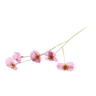 HBXD Stem Poppy L61