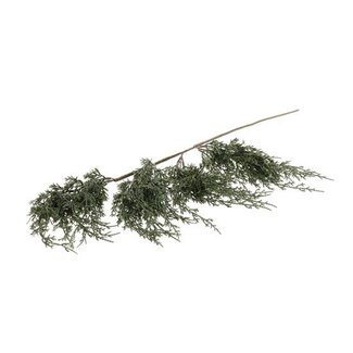 HBXD Stem Conifer L82W15H6
