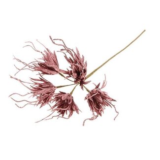 HBXD Stem Spider Carnation L55D10