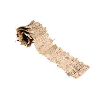 HBXD Ribbon Birch L90W11