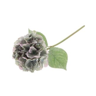 HBXD Stem Hydrangea Adorn L60