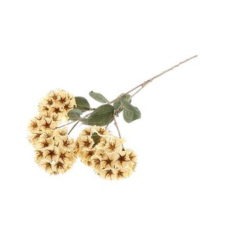 HBXD Stem Scabiosa L87