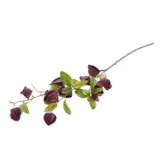 HBXD Stem Physalis L94