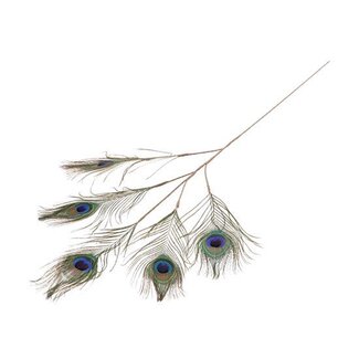 HBXD Stem Peacock L75W45