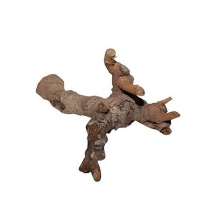 HBXD Branch Kuwa Root L25