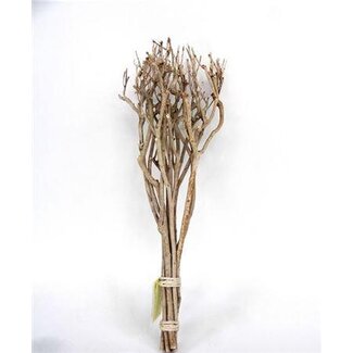 HBXD Bundle Tea Branch L65