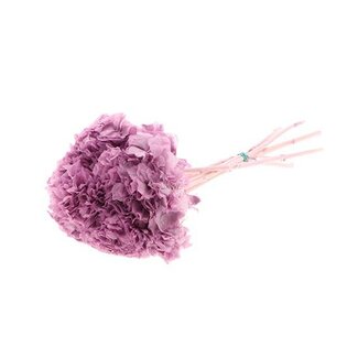 HBXD Bunch Hydrangea Pres.L30