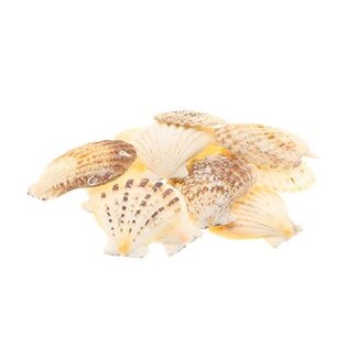 HBXD Shell Compto Radula 1kg