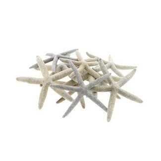HBXD Starfish Linckia 10pcs D15/20