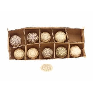 HBXD Shell Urchin D7/8 10pcs