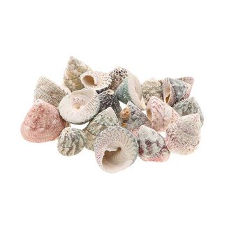 HBXD Shell Trogus Stellatus 1kg