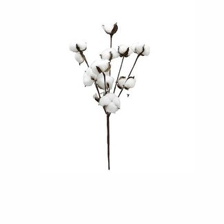 HBXD Branch Cotton L48